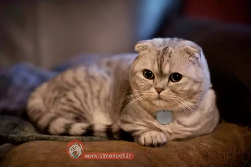 اسکاتیش دبل فولد 