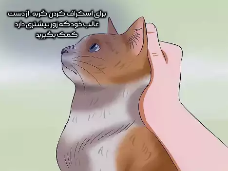 اسکراف کردن گربه با دست قوی تر