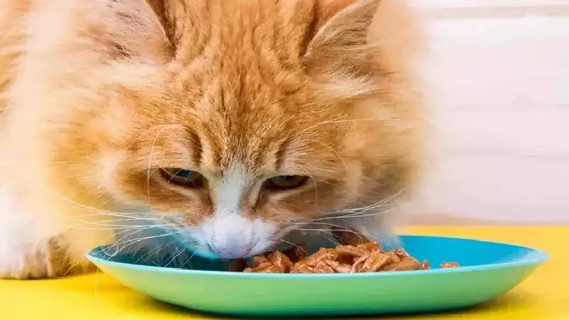 انواع پوچ گربه