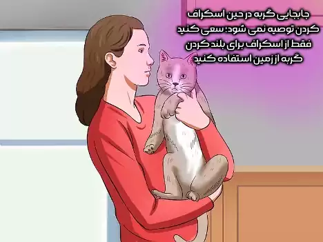 بلند کردن گربه از زمین