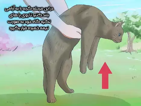 بلند کردن گربه به آرامی