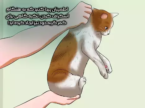 بلند کردن گربه به همراه ایجاد تکیه گاه