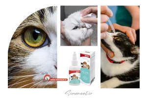بهترین قطره برای عفونت چشم گربه