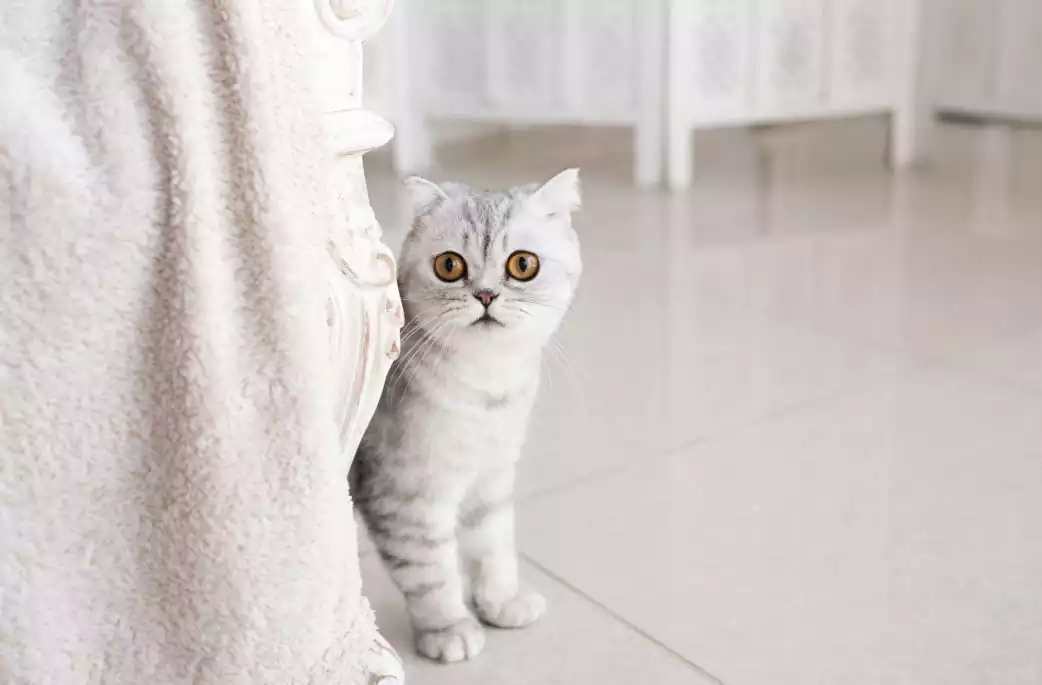 بچه گربه اسکاتیش