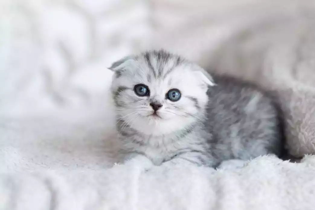 بچه گربه اسکاتیش چشم آبی
