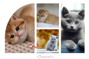 بچه گربه بریتانیایی مو کوتاه