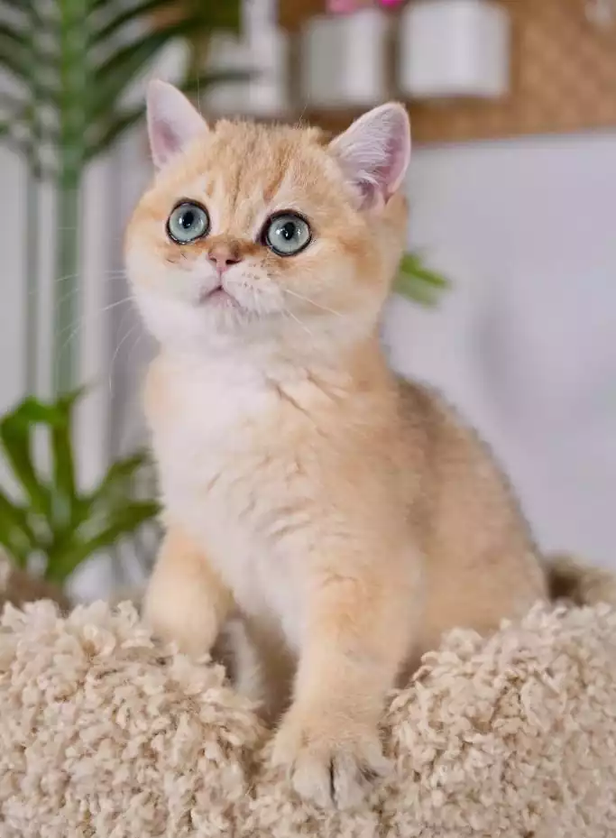 بچه گربه بریتیش