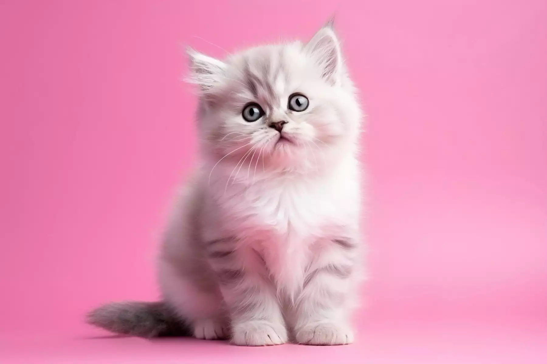 بچه گربه موبلند