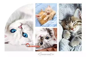 تصویر گربه کیوت