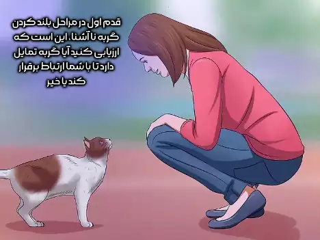 تمایل گربه به برقراری ارتباط