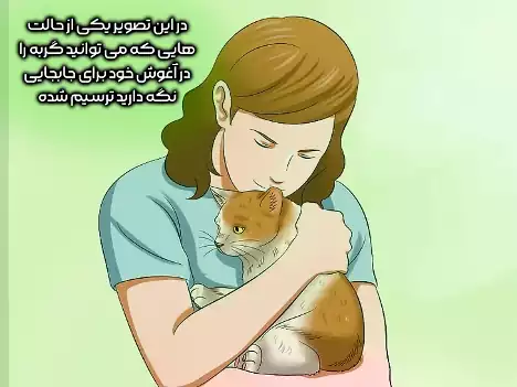 جابه جایی گربه با روش در آغوش گرفتن