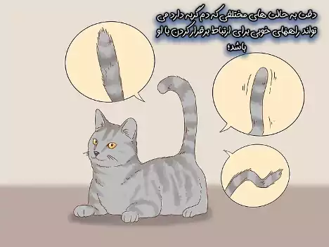 حالات بدن گربه