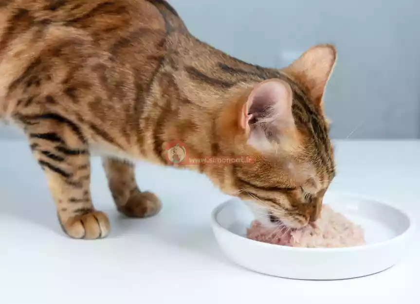 خوردن غذا تر چون ووم برای گربه ضروریه