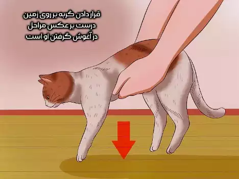 در آغوش گرفتن گربه