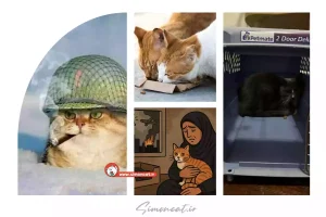 در شرایط جنگی، گربه‌ها چه نیازی دارند و ما چه وظیفه‌ای داریم؟