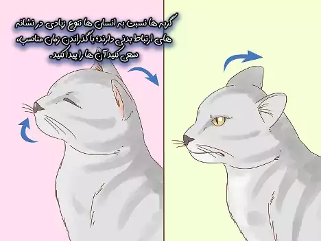 درک رفتارهای گربه