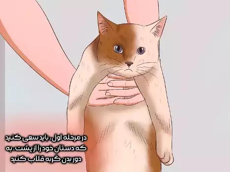 دست‌ها را دور گربه قلاب کنید