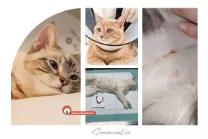 دوران نقاهت بعد از عقیم سازی گربه ماده