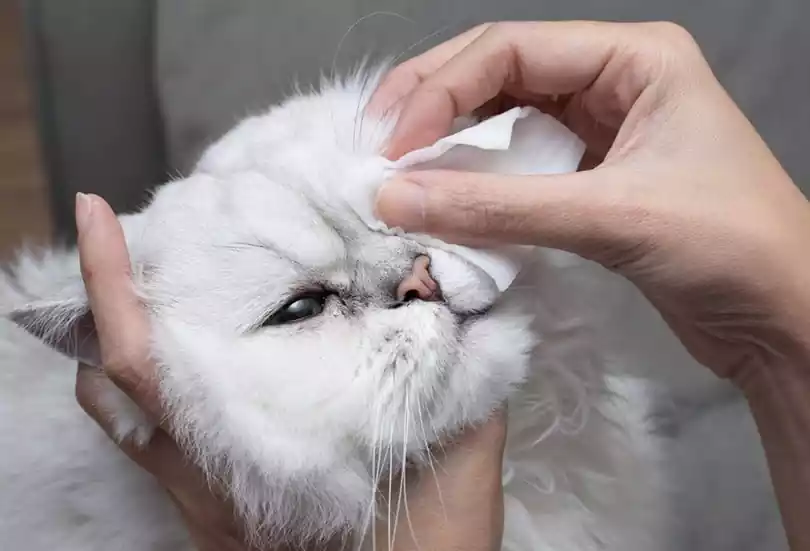 رسیدگی بهداشتی به چشم گربه