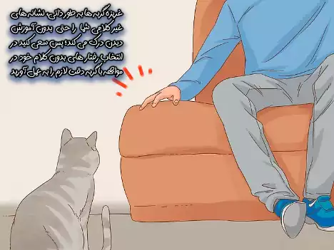 رفتار مناسب با گربه