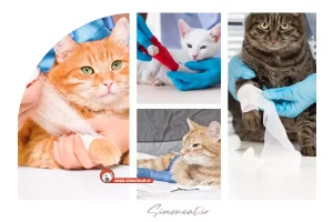 رگ به رگ شدن پای گربه