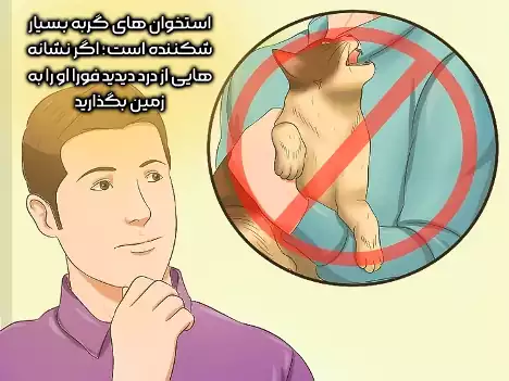 شکنندگی استخوان‌های گربه