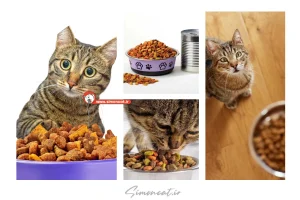 چرا گربه غذای خشک نمیخوره؟