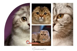 قیمت گربه اسکاتیش دبل فولد