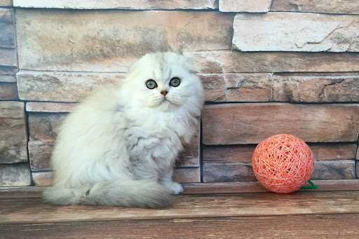 عکس گربه ns 24