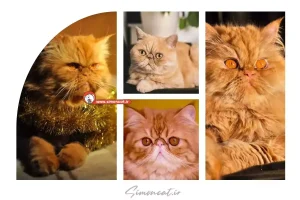 عکس گربه پرشین گارفیلدی