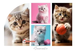 عکس گربه کوچولو بامزه