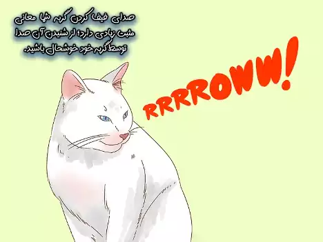 فیف کردن گربه