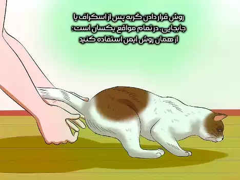 قرار دادن گربه بعد از اسکراف