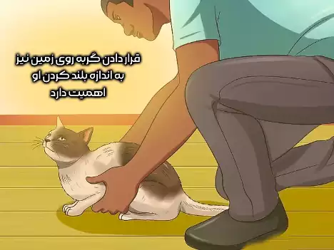 قرار دادن گربه روی زمین