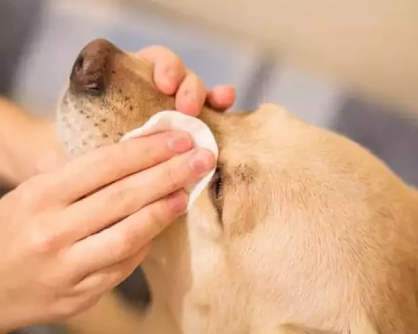 قطره چشم حیوانات خانگی