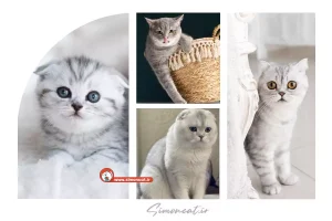 قیمت گربه اسکاتیش سیلور