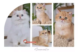 قیمت گربه بریتیش 1404