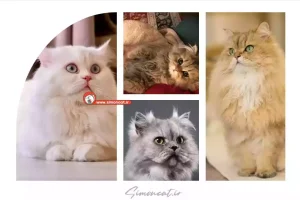 قیمت گربه پرشین عروسکی