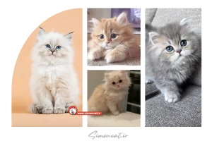 قیمت گربه پشمالو