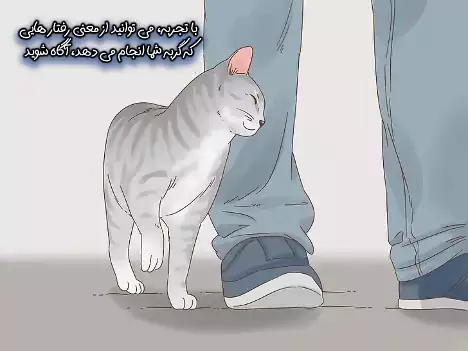 معنی رفتارهای گربه