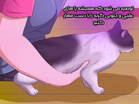 مهار پاهای عقب و جلوی گربه