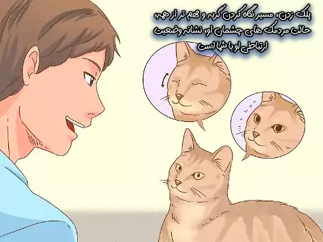 نگاه کردن گربه