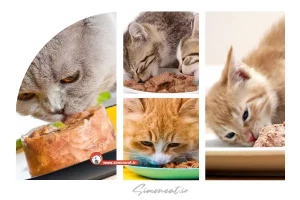 پوچ گربه رویال کنین