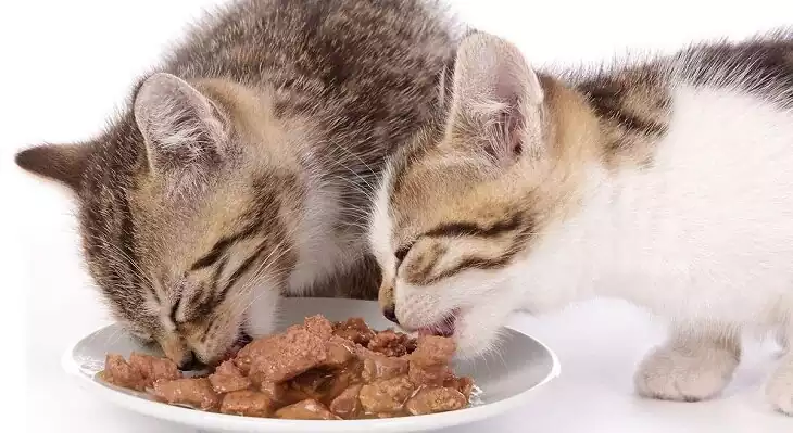 پوچ گربه