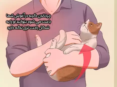 چرخاندن گربه در آغوش
