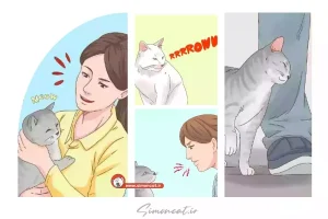 چگونه با گربه خود ارتباط برقرار کنیم