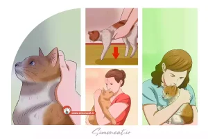 چگونه گربه خود را جابجا کنیم