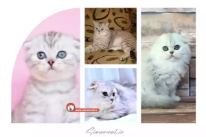 گربه اسکاتیش ns24