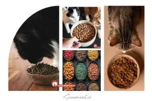 گربه اسکاتیش دبل فولد