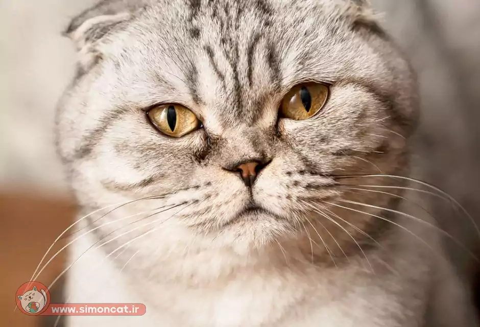 گربه اسکاتیش اخمو 